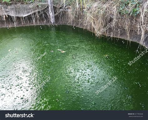 Harmful Algae Bloom Aquaculture Pond Stock Photo 617783648 | Shutterstock