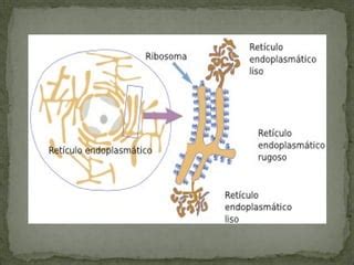 Ret Culo Endoplasm Tico Y Los Ribosomas Ppt