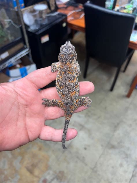 Orange Blotch Gargoyle Gecko By Jungle Bobs Reptile World Morphmarket