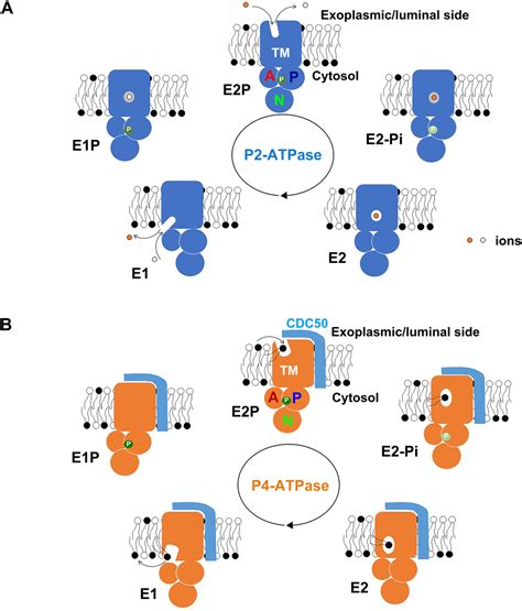 Regulatory Roles Of N And C Terminal Cytoplasmic Regions Of P4 Atpases