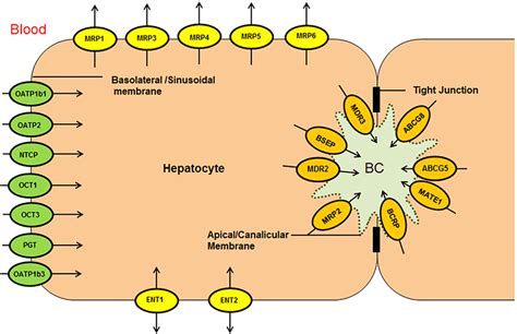 Localization Of Bile Transporters In The Liver Schematic Diagram