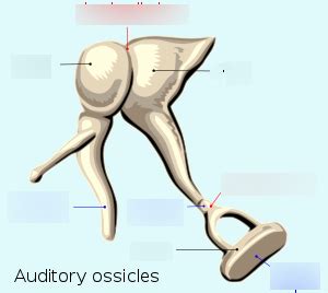 Ear ossicles Diagram | Quizlet