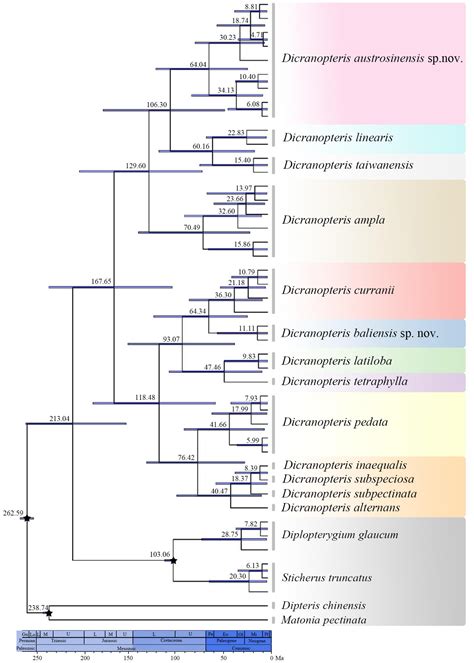 Frontiers Phylogeny And Taxonomy On Cryptic Species Of Forked Ferns