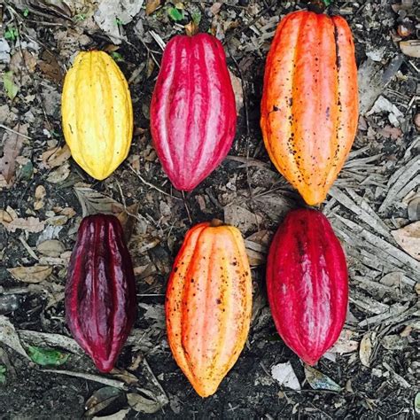 Suzan Hines El Mito De Las Variedades De Cacao El Mito De Las