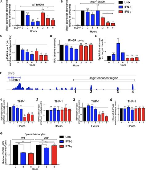 Ifnγ And Ifnβ Reduce Ifngr1 Transcript Abundance Via Distinct Download Scientific Diagram