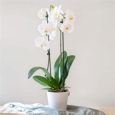 Orqu Dea Phalaenopsis Cultivo Y Cuidados Orqu Dea Mariposa Interflora