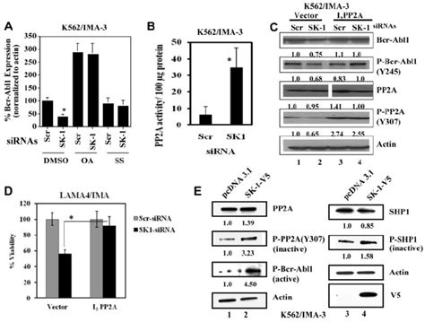 Regulation Of Bcr Abl1 Expression Levels By Sk 1 S1p Signaling Via The Download Scientific