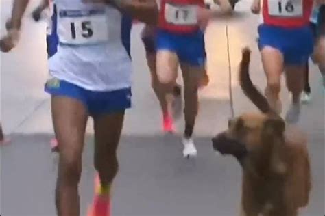 Cachorro Invade Maratona Dos Jogos Pan Americanos Voc