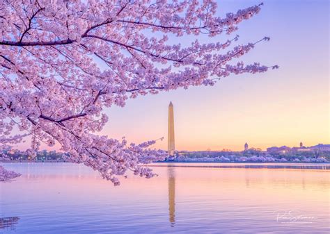 Cherry Blossoms Festival - My Top 6 Tips In Photographing Cherry Blossoms In Washington DC