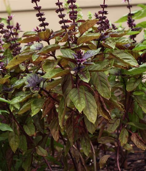 10 Varieties of Basil to Grow in Your Home Garden - SproutedGarden.com