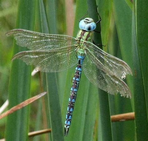 Aeshna Viridis