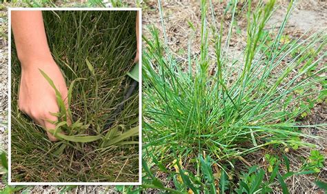 How To Kill Crabgrass On Your Garden Lawn Two Steps To Stop Weed Coming Back Uk