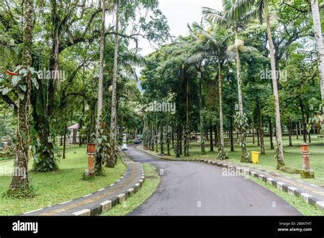 Trees At Kebun Raya Bali Bali Botanical Garden In Bedugul Tabanan