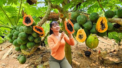 Harvest Ripe Papaya Fruit Goes To Market Sell Cooking Papaya New