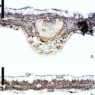 Cross Section Of A Central Vein And B Leaf Blade Of S Paniculatum