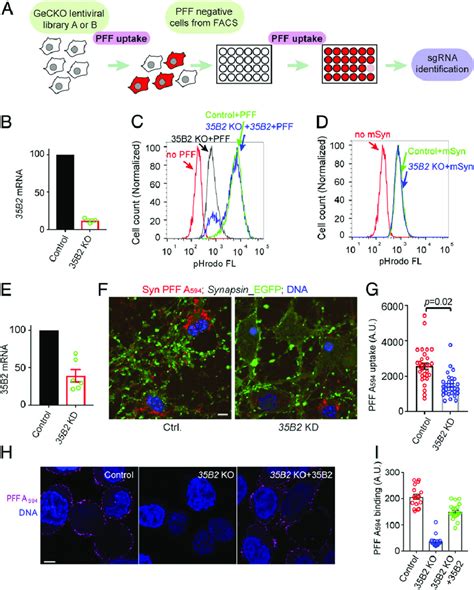 Slc35b2 Is Required For Endocytosis Of α Syn Pff A The Crispr Screen