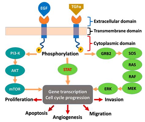 Erlotinib Mechanism Of Action.