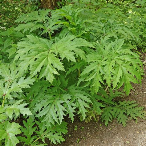 Herkulesstaude B Renklau Heracleum Mantegazzianum