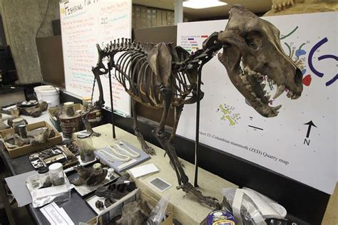 Columbian Mammoth Remains Thousands Of Other Fossils Found While