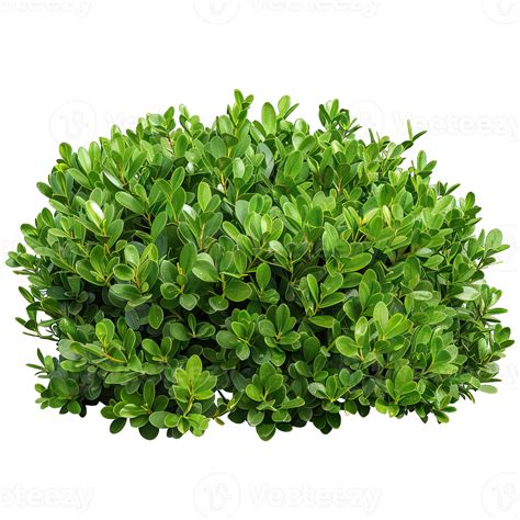 A green shrub with leaves 47312008 PNG