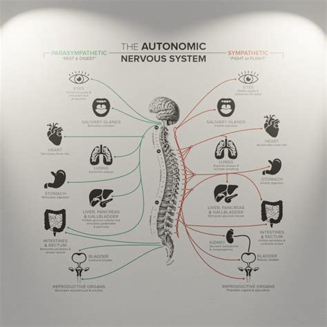 Autonomic Nervous System Ans Wall Decal Wall Vinyl