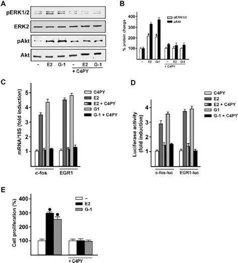 C Py Exerts Inhibitory Effects Through Gper In Skbr Breast Cancer