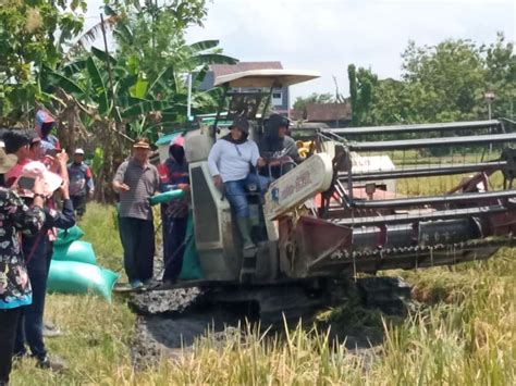 PANEN PADI NUSANTARA 1 JUTA HEKTAR DI DESA KENTONG