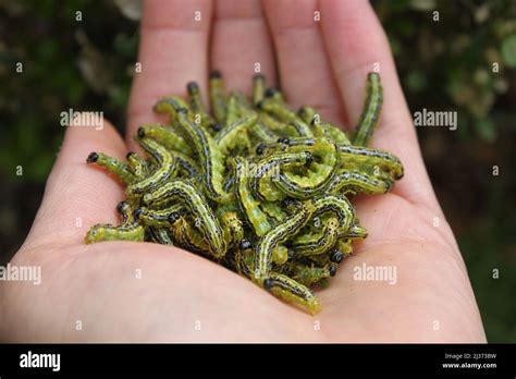 Box Tree Moth In Front Of Box Leaves Stock Photo Alamy