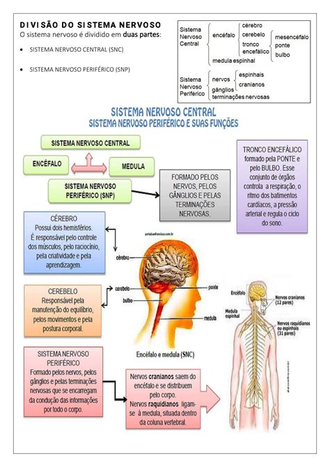 Ciências sistema nervoso Atividade de ciências para trabalhar o