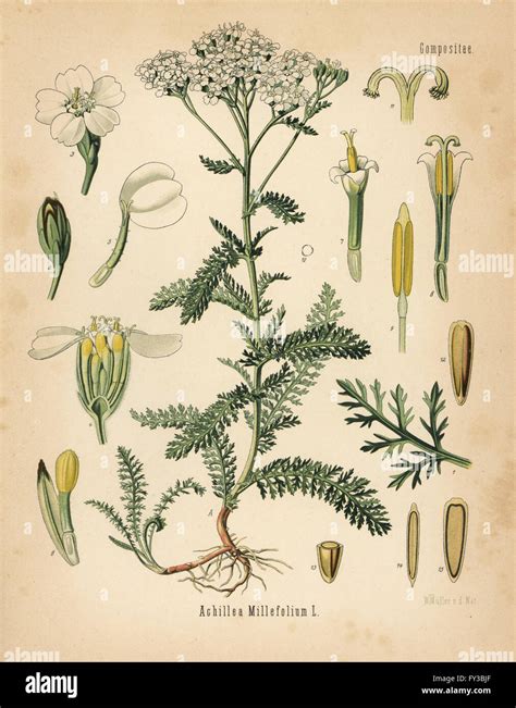 Yarrow Achillea Millefolium Chromolithograph Tras Una Ilustración Botánica Por Walther Muller