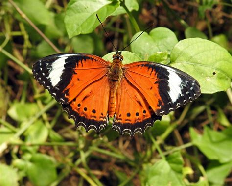 0717 Red Lacewing Coffs Harbour Butterfly House Rcc 4526 Flickr