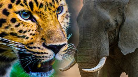 Tiger Vs. Elephant - Battle Of Natural Rivals In The Wild