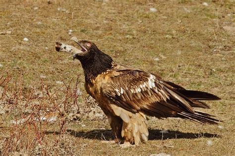 Species Spotlight The Bearded Vulture