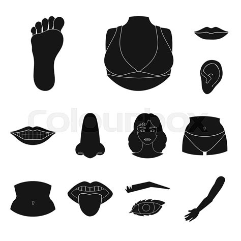 Vector Design Of Body And Part Icon Set Of Body And Anatomy Stock