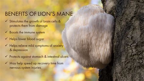 lions mane pure essence labs