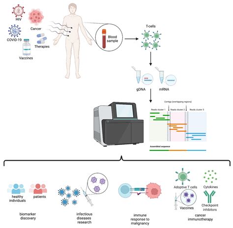 T Cell Receptor Repertoire Sequencing And Its Applications