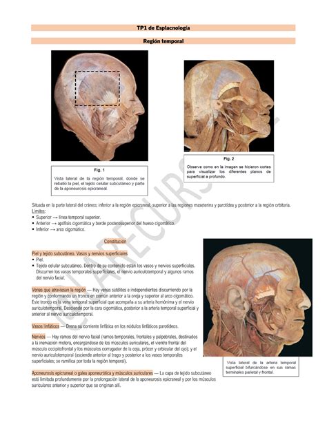 TP1 de Esplacnología khdkwas Anatomia UBA Studocu