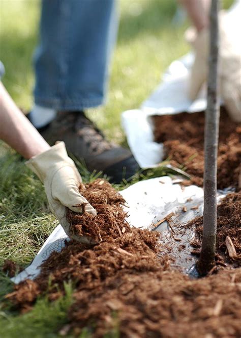 Proper Mulching Techniques Mulch Center