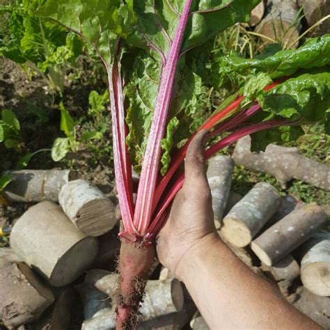 Beta Vulgaris Subsp Cicla Var Flavescens Bright Lights Swiss Chard