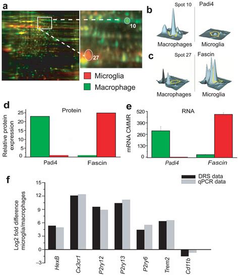 Proteomic Analysis Of Microglia And Macrophages A Fluorescent 2d Dige Download Scientific