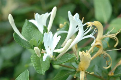 Ethnobotanical Pursuits: Japanese Honeysuckle