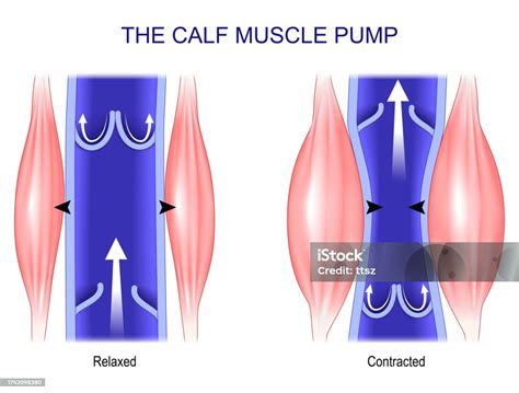 Calf Muscle Pump Venous Health Stock Illustration Download Image Now Achilles Anatomical