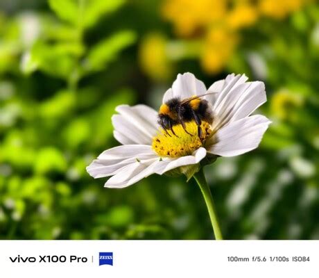 Vivo X100 Pro Sample Photos Compare Zeiss Camera To Samsung Galaxy S23