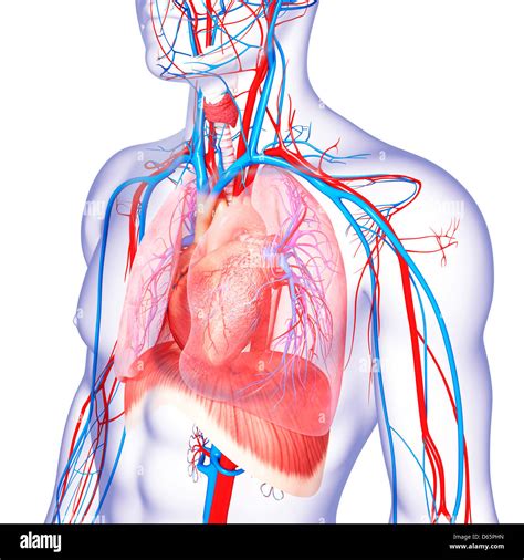 Anatom A Del Pecho Ilustraciones Fotograf A De Stock Alamy