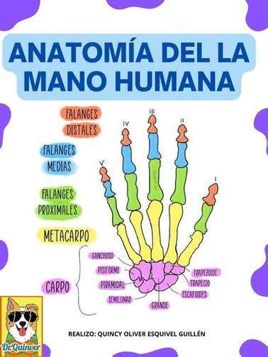 Osteologia Veterinaria Udocz Anatomia Y Fisiologia Humana Anatomia