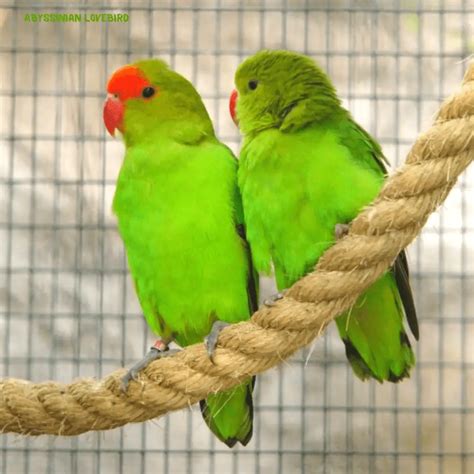 Care For Lovebirds Lovebird Care Guide How To Take Care Of Love Birds