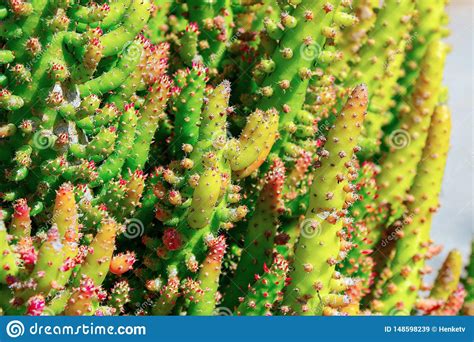 Cactus Spiky Succulent Green Plants with Spines Stock Image - Image of fresh, floral: 148598239