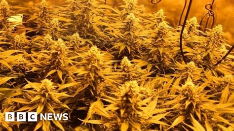 Cannabis Plants Seized From Trowell Garage In Police Raid Bbc News