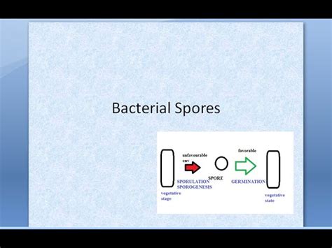 Types Of Bacterial Spores