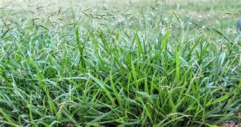 Quackgrass vs Crabgrass: Differences & What They Look Like - Igra World